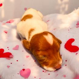Dachshund Puppies from Mendez’s Dachshunds