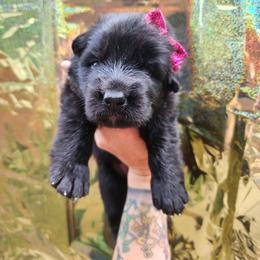 Bubble Gum - Black female German Shepherd puppy in Fort Jennings, Ohio from Von Holtzapple German shepherds