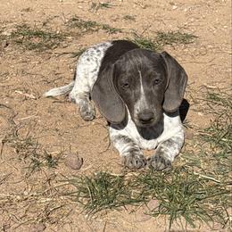 Nova - Dachshund