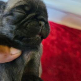 Girl 3 - Black female Pug puppy in Gaffney, South Carolina from Sunset Farms