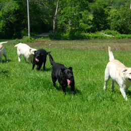 Labrador Retrievers from Holleigh Brook Labradors