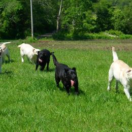 Labrador Retrievers from Holleigh Brook Labradors