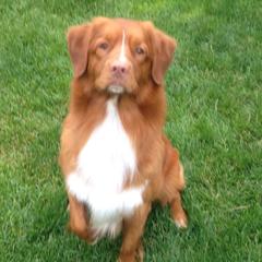 Nova Scotia Duck Tolling Retriever All Grown Up from Melinda Van's Nova Scotia Duck Tolling Retrievers