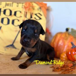 Yellow collared - Black and rust female Doberman Pinscher puppy in Winamac, Indiana from DIAMOND RIDGE DOBERMANS