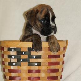Boxer Puppies from Big Mac Boxers