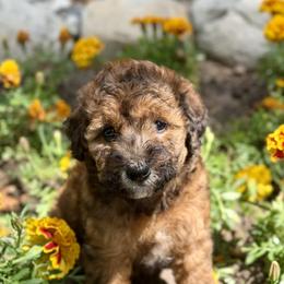 Bernedoodle and Whoodle Puppies from Genesis Family Farm