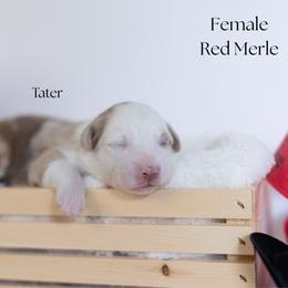 Tater - Red merle female Miniature Australian Shepherd puppy in Wooster, Ohio from Kari's Mini Aussies