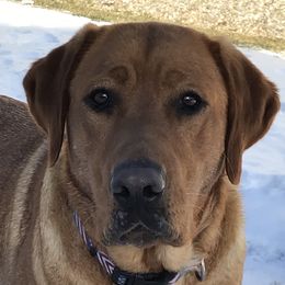 Mags - Labrador Retriever