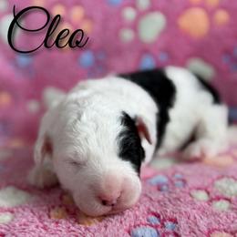 Cleo - Black and white female Sheepadoodle puppy in Saint Cloud, Florida from Rising Star Kennels