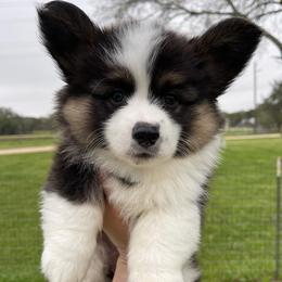 Pembroke Welsh Corgi Puppies from MG Corgis