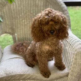 Sean Luke - Poodle