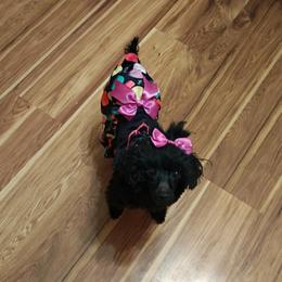 Fancy - Poodle