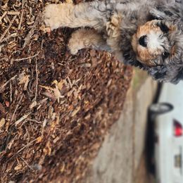 Bernedoodle Puppies from Whispering Aspen Homestead
