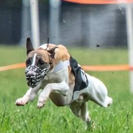Ryker - Whippet