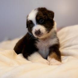 Trooper AKC - Red tri-color male Australian Shepherd puppy in Polk City, Florida from Skaky Shepherds