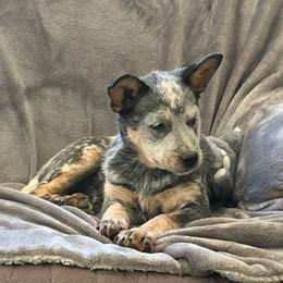 Misty - Blue speckled female Australian Cattle Dog puppy in Greenville, California from Adcock Ranch Cattle Dogs
