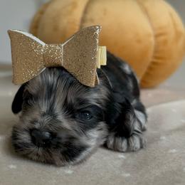 London - Merle female Cockapoo puppy in Tampa, Florida from Designer Puppy Boutique
