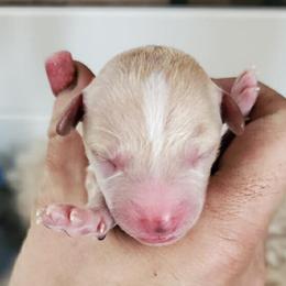 Cavapoos, Cotons de Tulear, Maltipoos, and Poodles from Mid Sized Maltipoos and More LLC