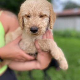 Double Doodle and Goldendoodle Puppies from Badgerland Goldendoodles