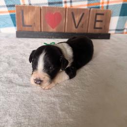 Storm - Black and white female Bernedoodle puppy in Luana, Iowa from Country View Bernedoodles and Goldendoodles