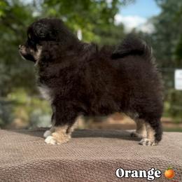 Orange Girl - Black female Finnish Lapphund puppy in Redding, California from AlpenGlō Kennels