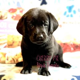 Girl 5 - female Labrador Retriever puppy in White Bear Lake, Minnesota from Labs Of The Lake