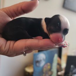 Black and white male - White and black male Chinese Crested puppy in New Castle, Pennsylvania from Long Rotts & Long Haul Cresteds