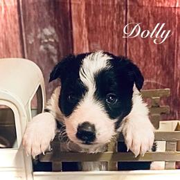 Dolly - Black and white female Border Collie puppy in Cleveland, North Carolina from Morning Glory Farm-border collies/Beyond Brilliant Dog Co.