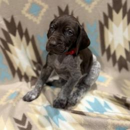German Shorthaired Pointer Puppies from Lisa’s GSP’s