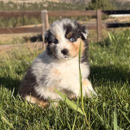 Benedict - Blue merle male Australian Shepherd puppy in John Day, Oregon from DeVos Australian Shepherds