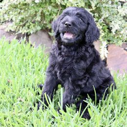 Goldendoodle Puppies from Shades of Grace Doodles in Texas