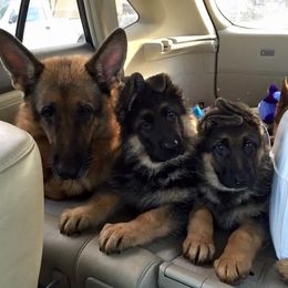 German Shepherd Puppies from von Nadar German Shepherds