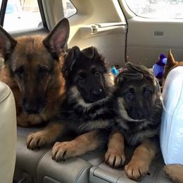 German Shepherd Puppies from von Nadar German Shepherds