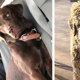 Labradoodles, Labrador Retrievers, and Poodles from E-I Farms