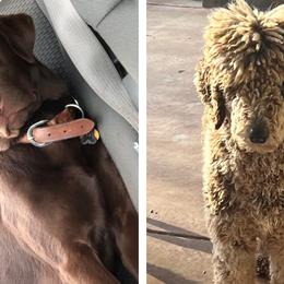 Labradoodles, Labrador Retrievers, and Poodles from E-I Farms