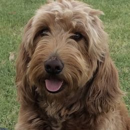 Lucy - Goldendoodle