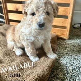 Audi - Cream female Aussiedoodle puppy in Zeeland, Michigan from Dutch’s Doodles