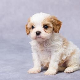 Knox - Blenheim male Cavapoo puppy in Apple Creek, Ohio from Grandeur Valley Puppies