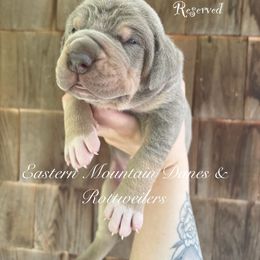 Great Dane and Rottweiler Puppies from Eastern Mountain Danes & Rottweilers