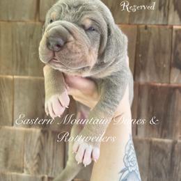 Great Dane and Rottweiler Puppies from Eastern Mountain Danes & Rottweilers