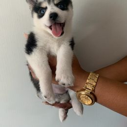 Pomsky Puppies from Pomsky‘s Palace