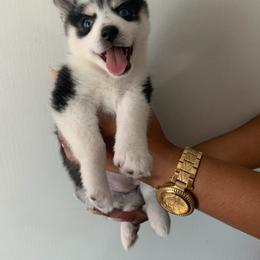 Pomsky Puppies from Pomsky‘s Palace