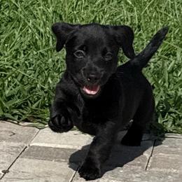 Georgie - Black male American Hunt Terrier puppy in Clearwater, Florida from Paradise Bay Hunt Terriers