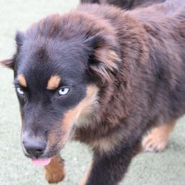 Mackenzie - Black tri-color male Australian Shepherd puppy in Sonoita, Arizona from Gardner Canyon Kennels