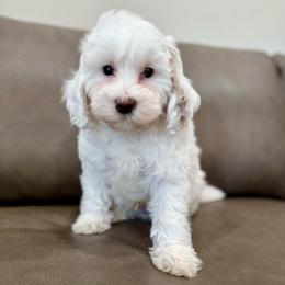 Sage boy - Parti male Goldendoodle puppy in Rio Linda, California from Plush Doodles