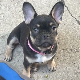 French Bulldog Puppies from Mata’s puppies
