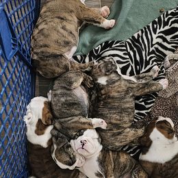 Bulldog Puppies from Magill's Bulldogs