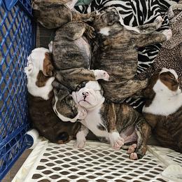 Bulldog Puppies from Magill's Bulldogs