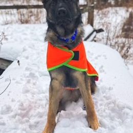 German Shepherd Puppies from vom Grenze Stadt German Shepherd Dogs