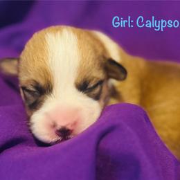 Calypso - Sable female Pembroke Welsh Corgi puppy in Toccoa, Georgia from The Grooming Barn LLC/ Wet Dog Ranch